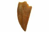 Serrated, Raptor Tooth - Real Dinosaur Tooth #135155-1